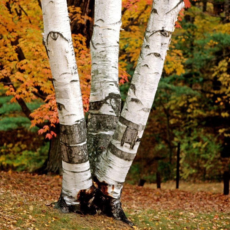 Birch Tree