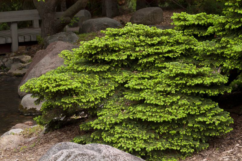 Bird's Nest Spruce