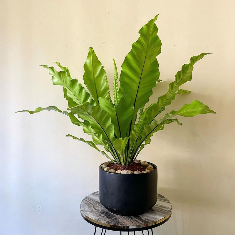 Bird's Nest Fern