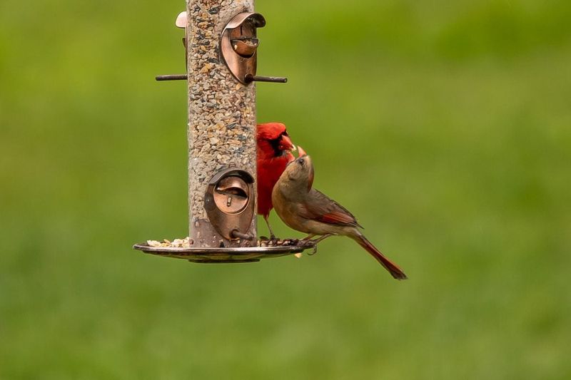 Bird Feeder