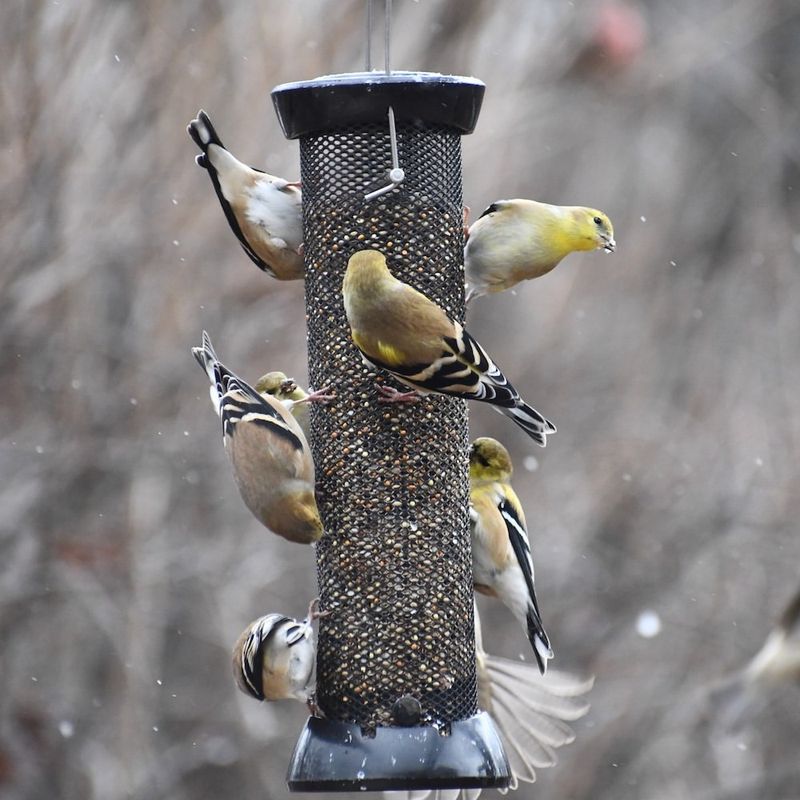 Bird Feeder Component