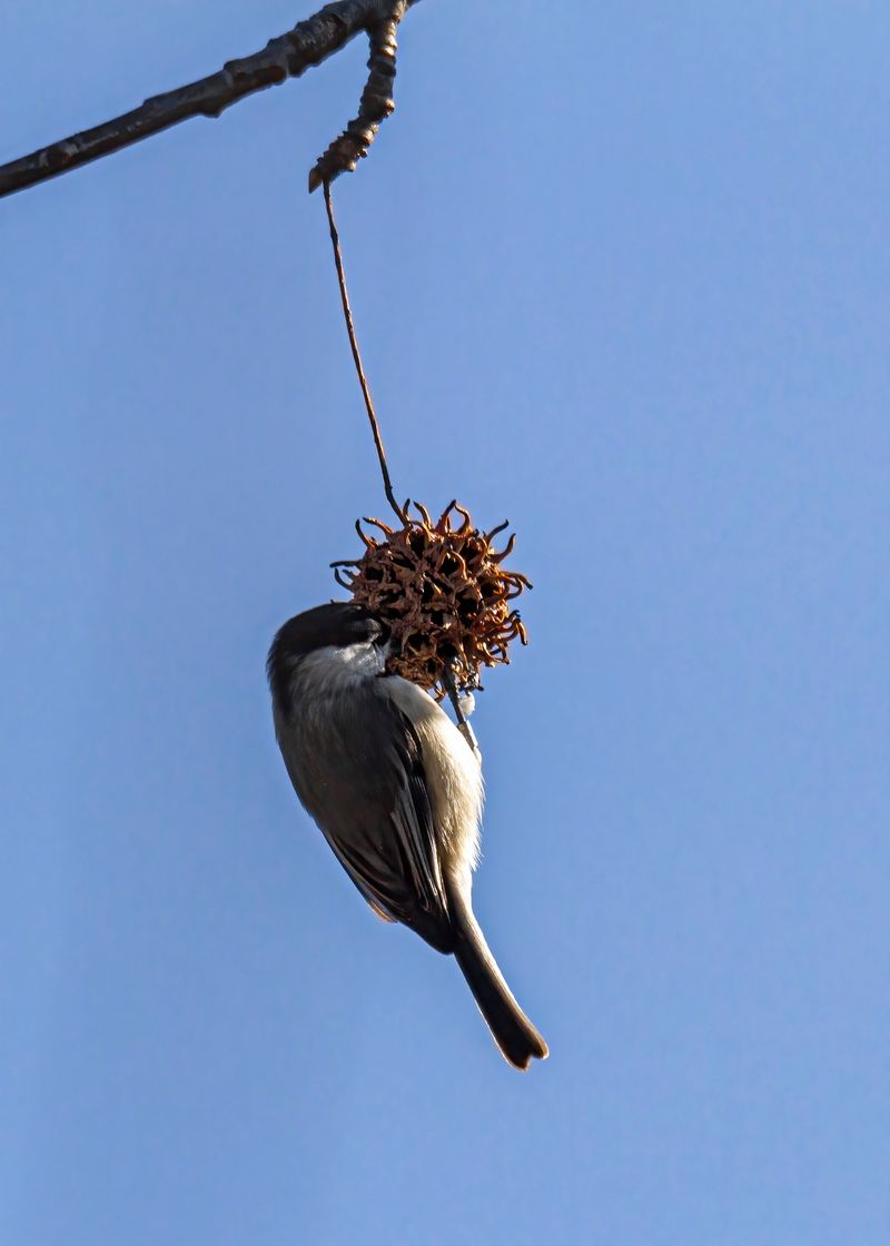 Bird Feeder Curiosities