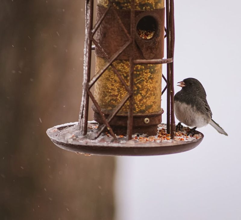 Bird Feeder Filler