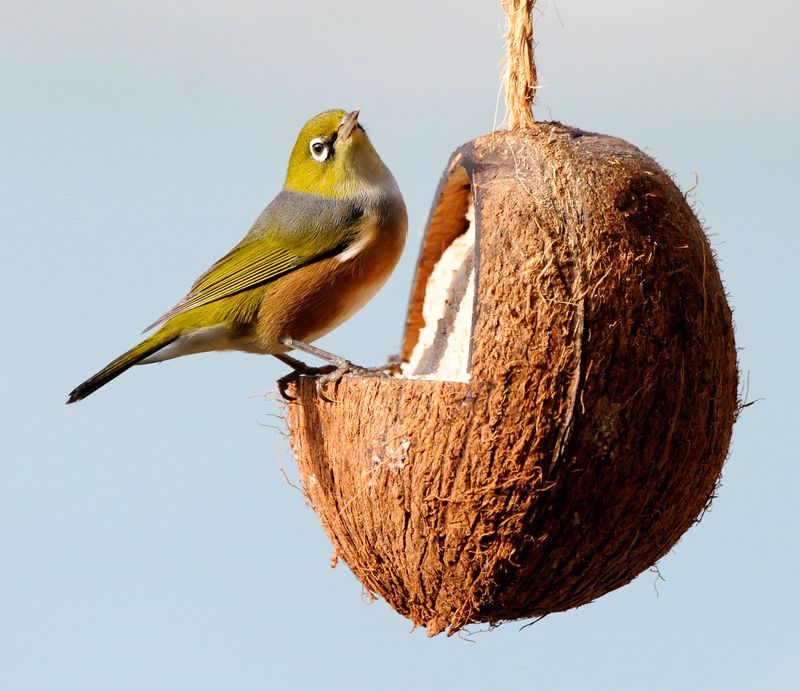 Bird Feeder Filler