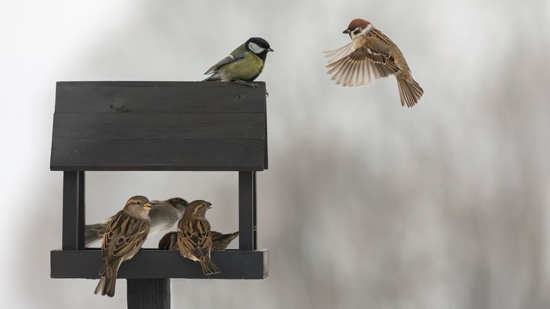 Bird Feeder Filler