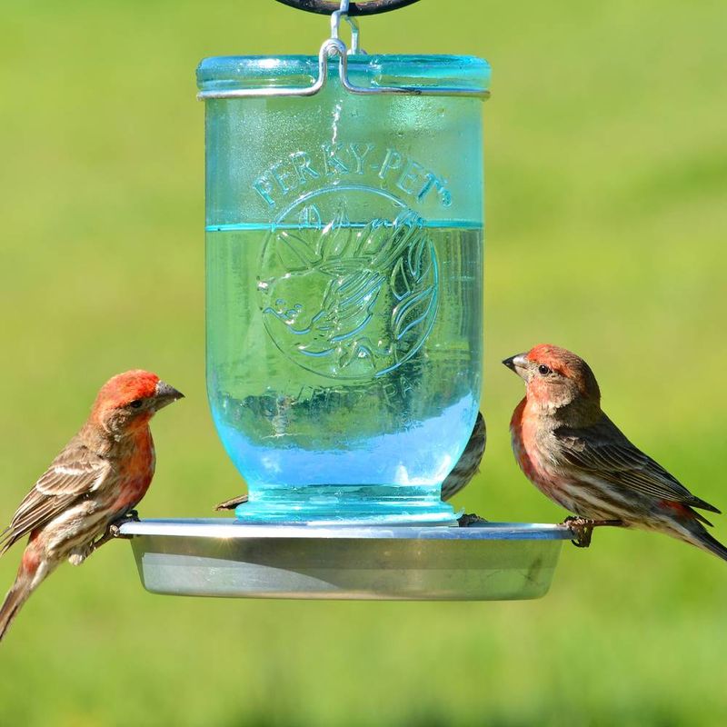 Bird Feeder Fun