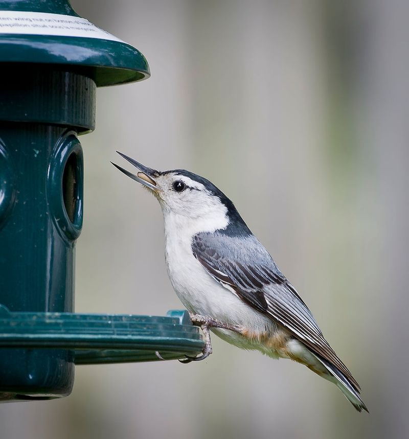 Bird Feeder Hanger