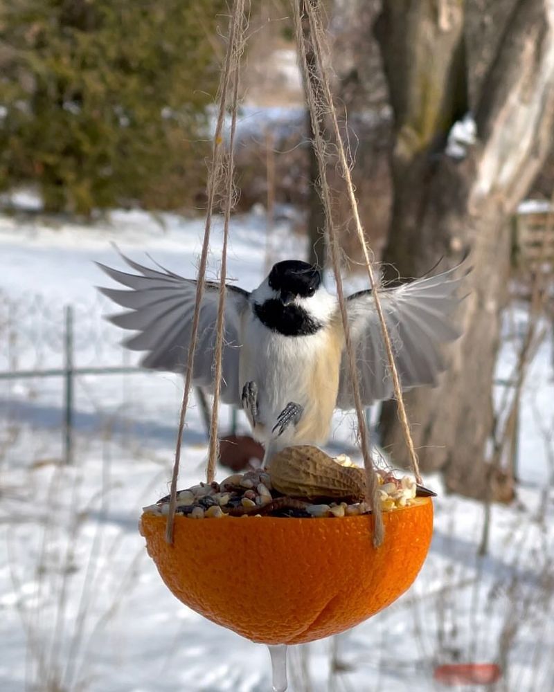 Bird Feeder