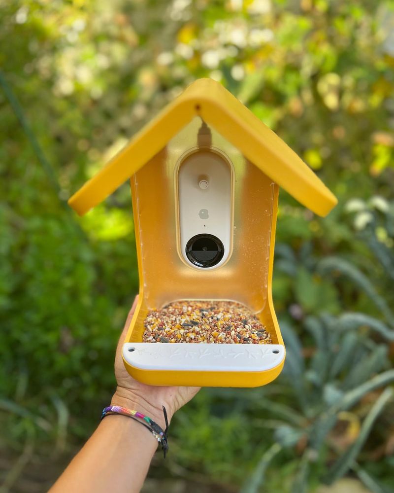 Bird Feeders as Distractions