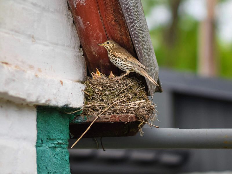 Bird Nest Material