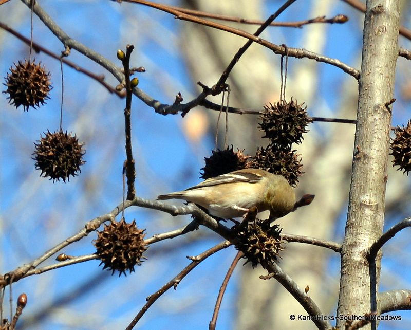 Bird Nesting Material