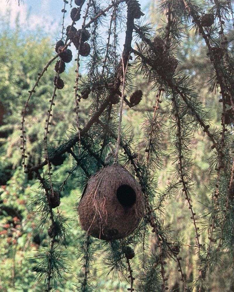 Bird Nesting Materials