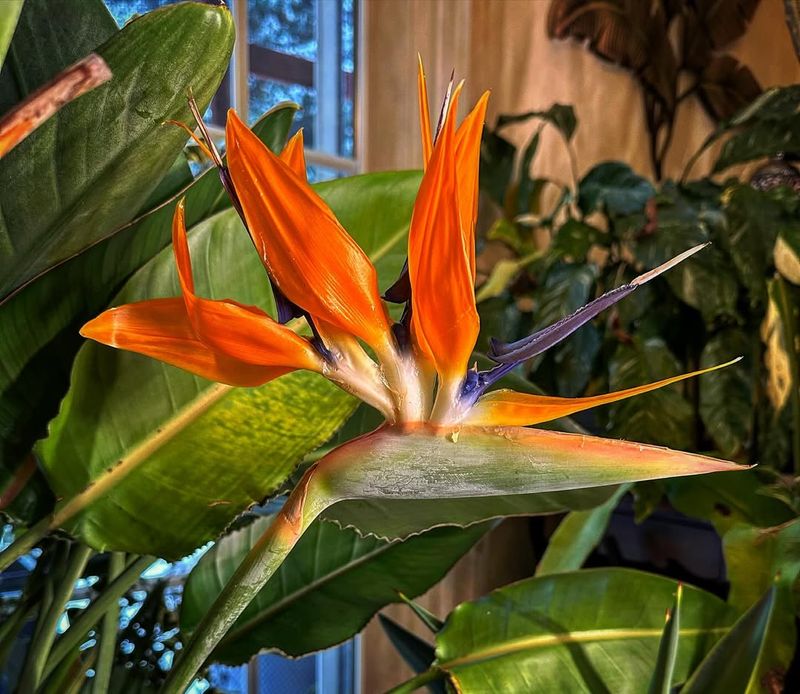 Bird of Paradise