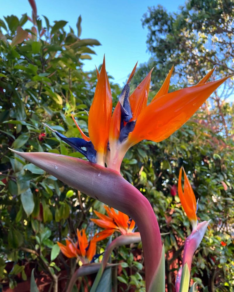 Bird of Paradise