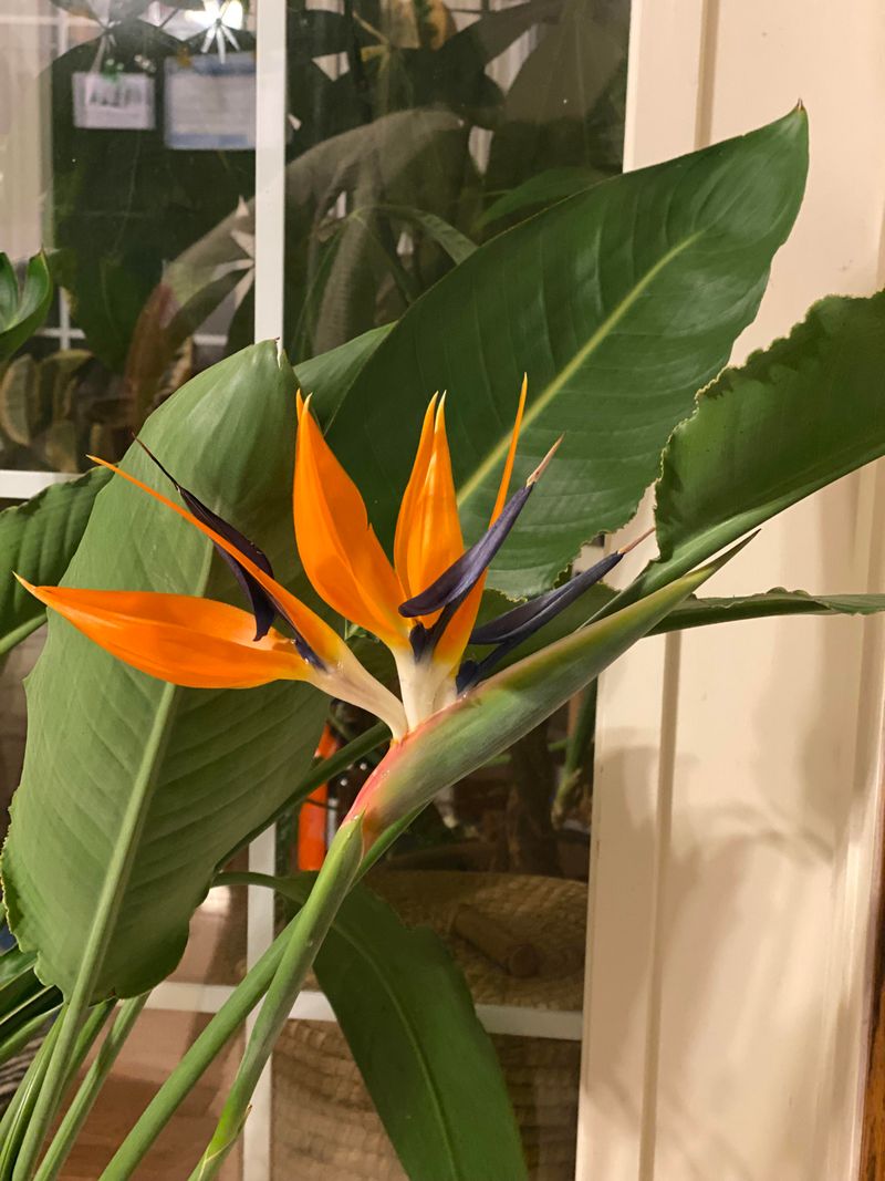 Bird of Paradise