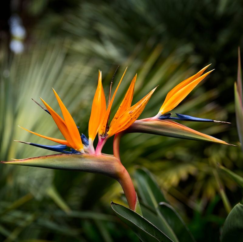 Bird of Paradise