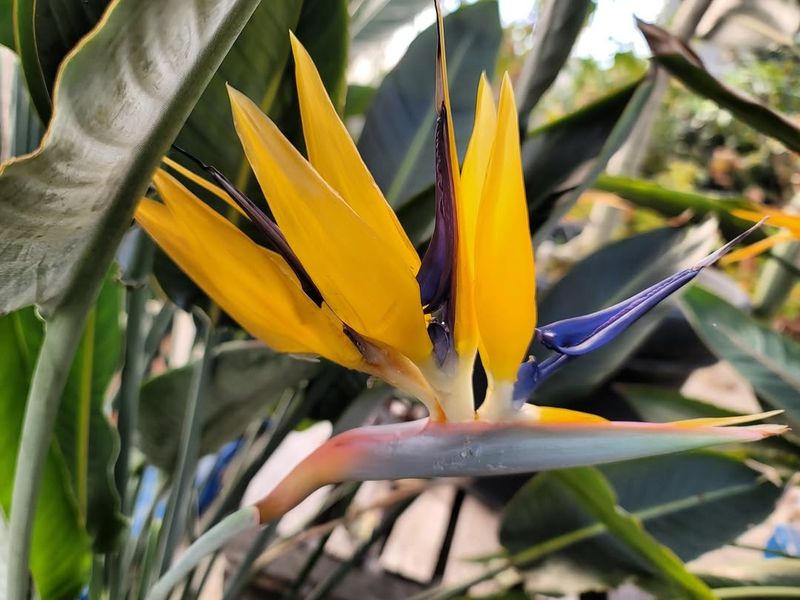 Bird of Paradise