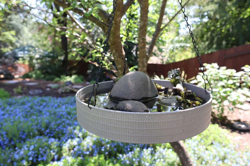 Birdbath with a Twist