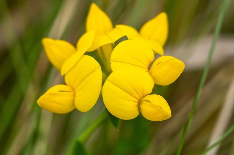 Bird’s Foot Trefoil