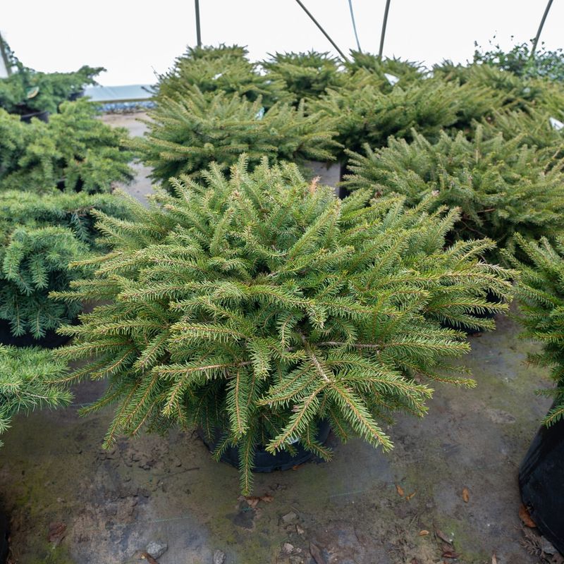 Bird’s Nest Spruce