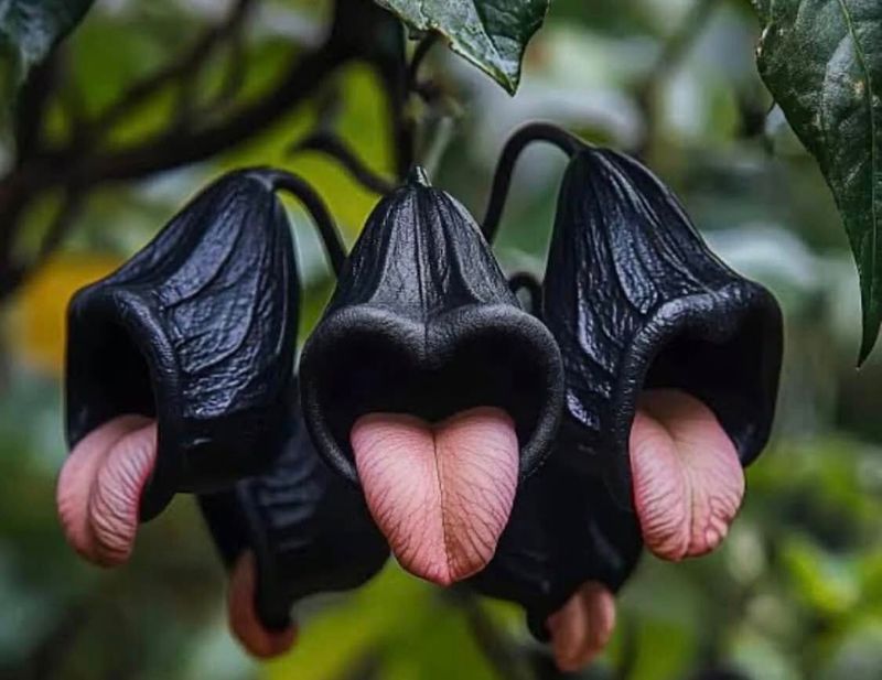 Black Bat Flower