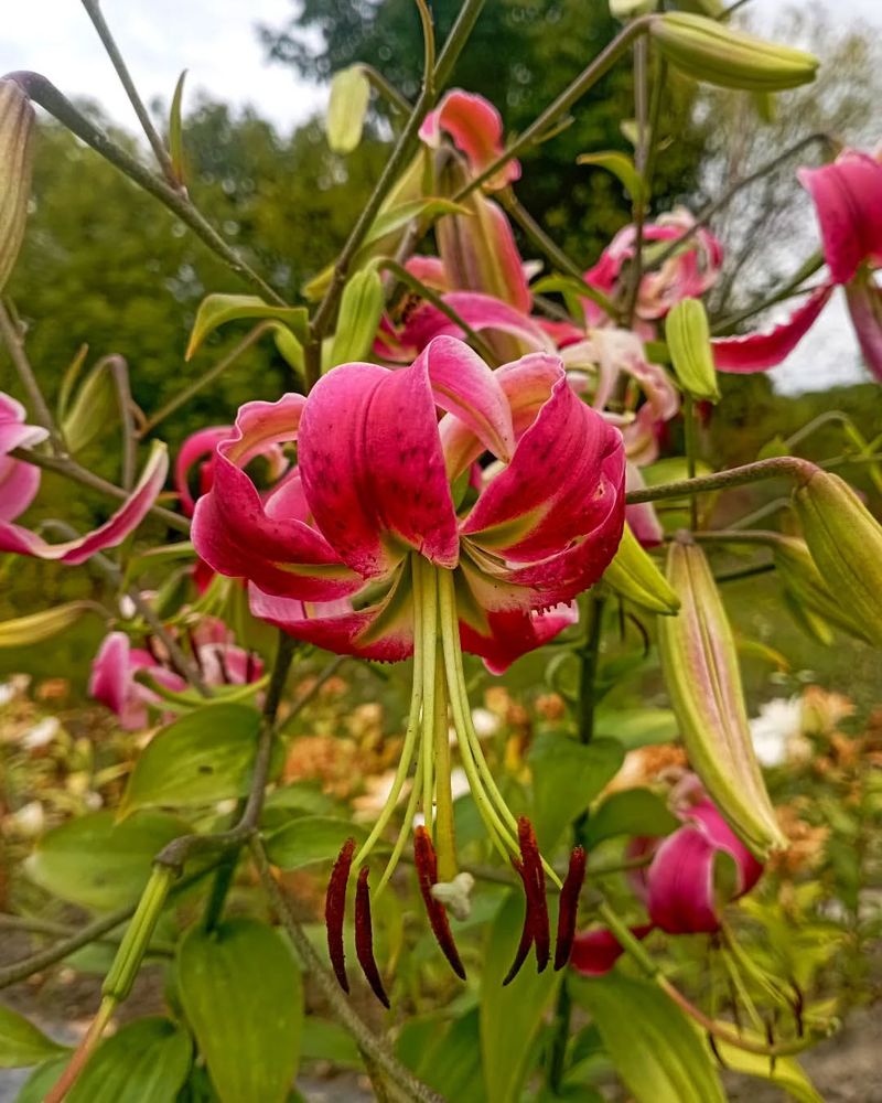 Black Beauty Lily