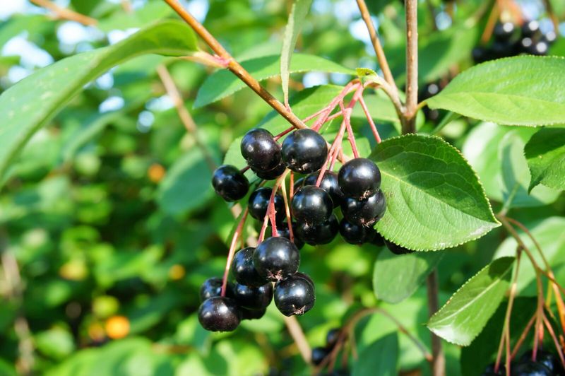 Black Chokeberry