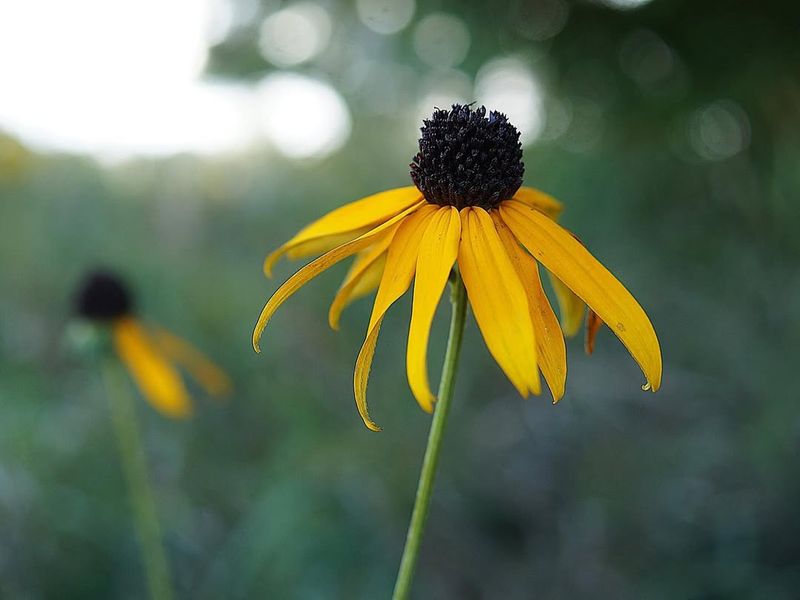 Black-Eyed Susan