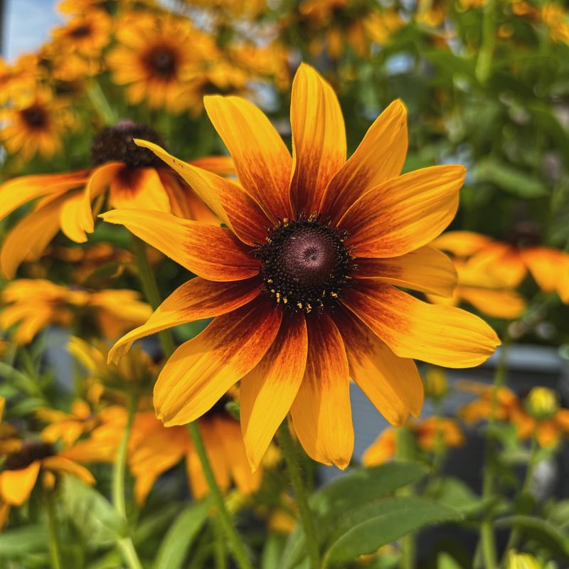 Black-Eyed Susan