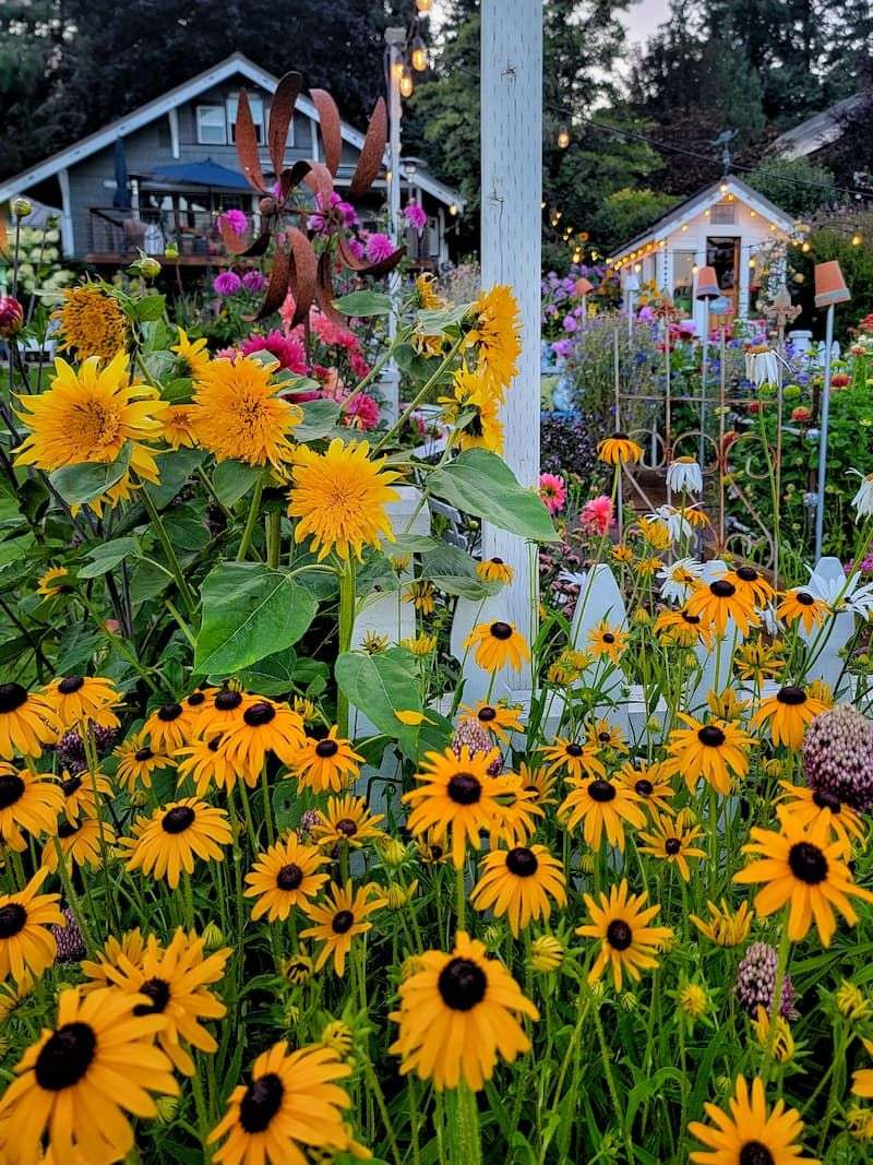 Black-Eyed Susan Rhapsody