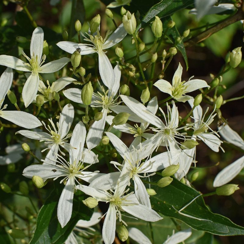 Sweet Autumn Clematis