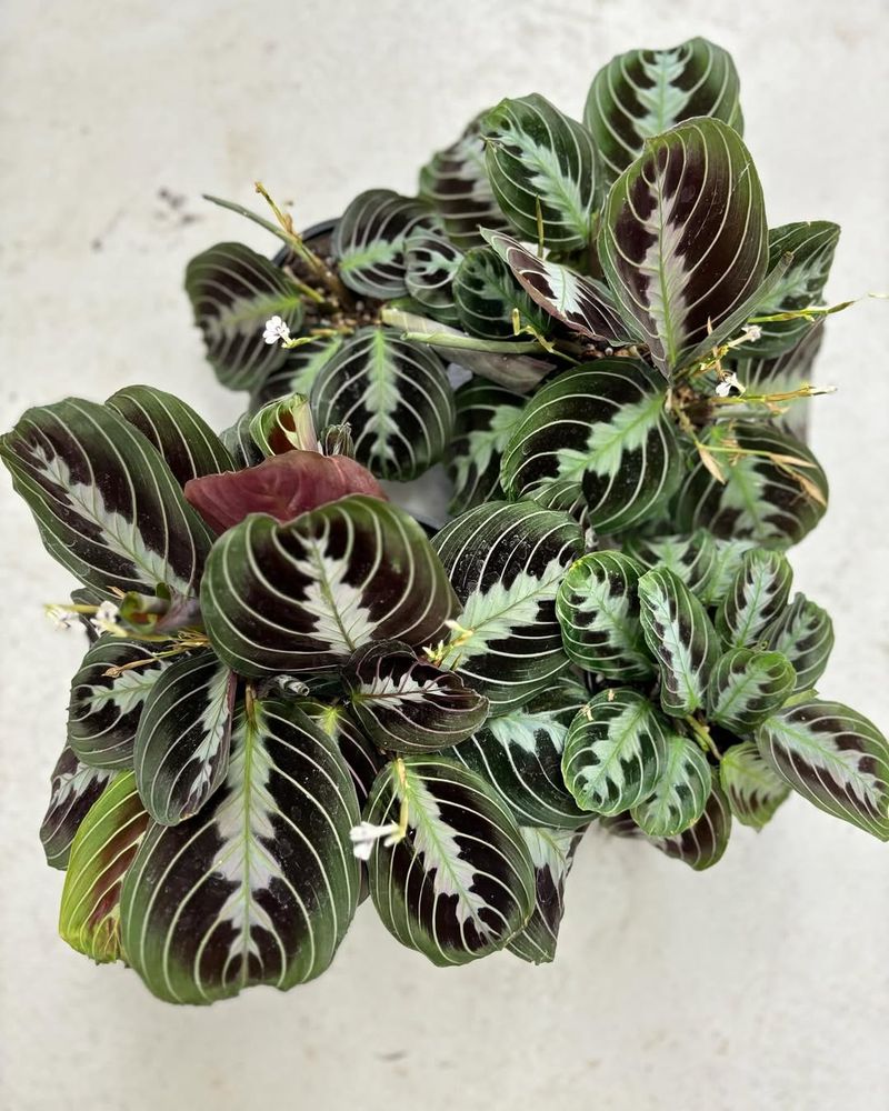 Black Maranta