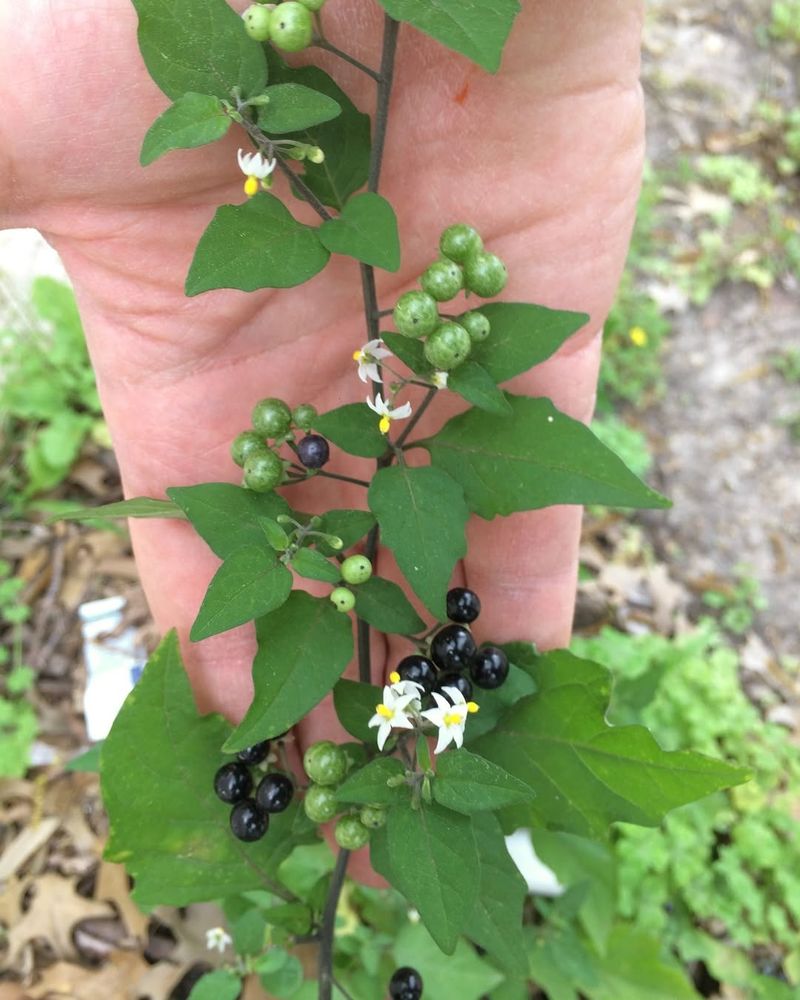 Black Nightshade