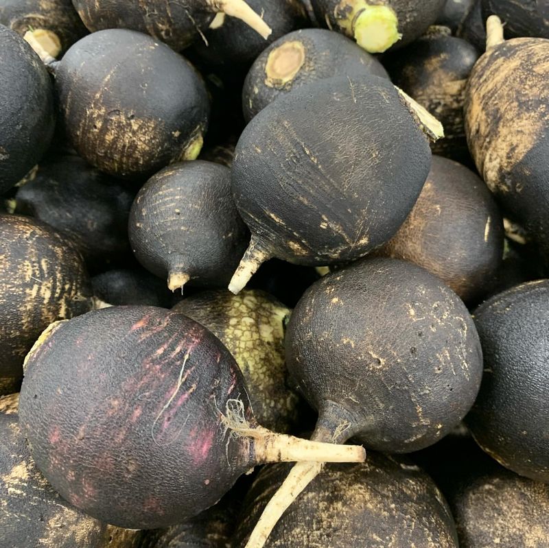 Black Radish