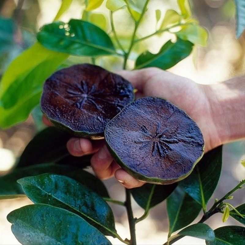 Black Sapote