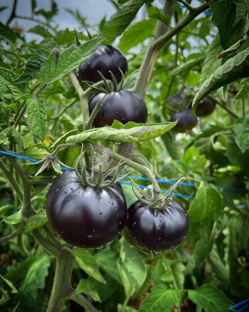 Black Tomato