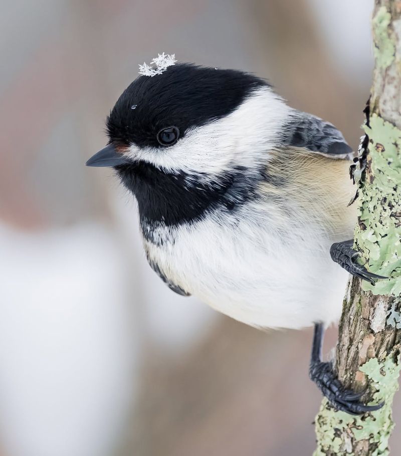 Black-capped Chickadee