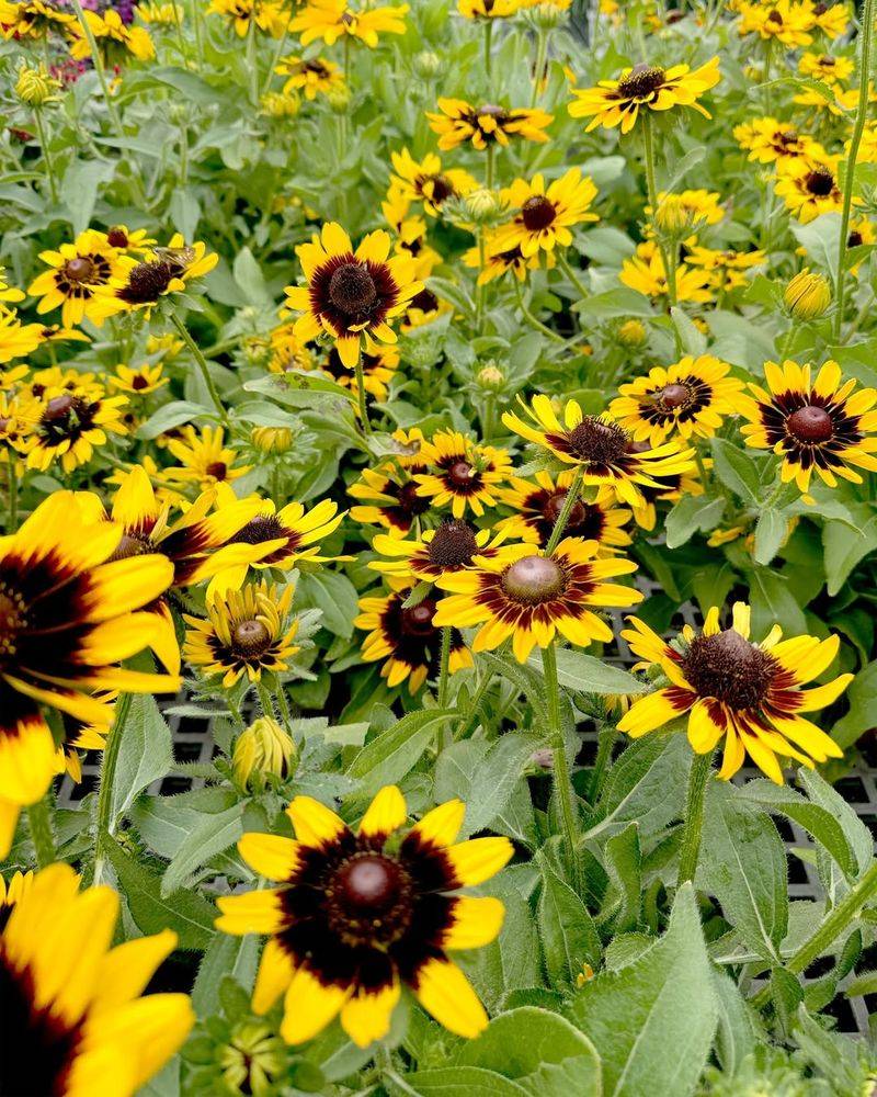 Black-eyed Susan