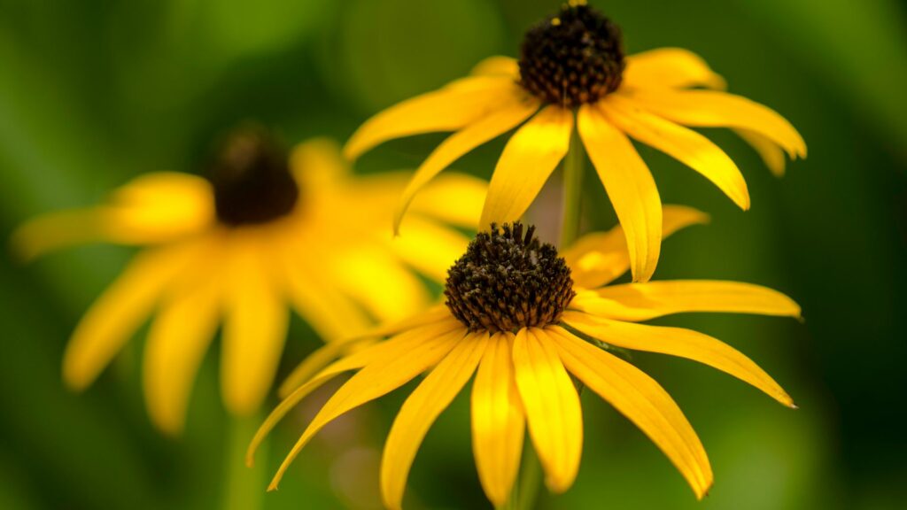 Black-Eyed Susan