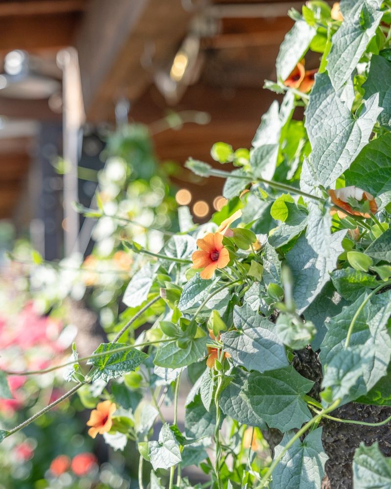 Black-eyed Susan Vine