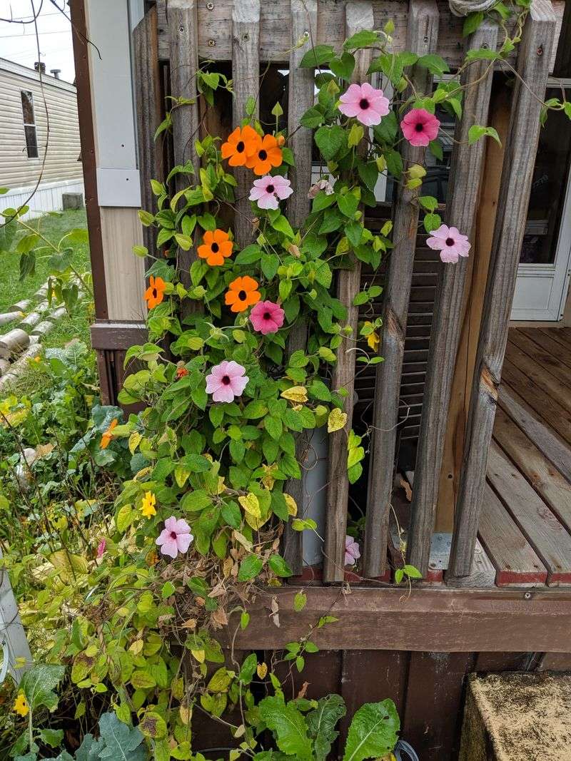 Black-eyed Susan Vine