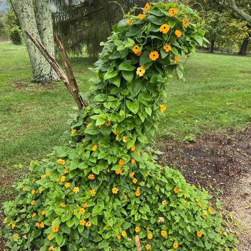 Black-eyed Susan Vine