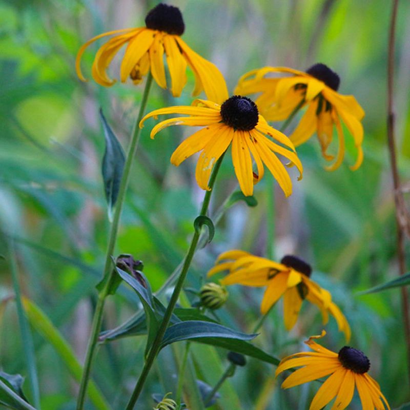 Black-eyed Susans