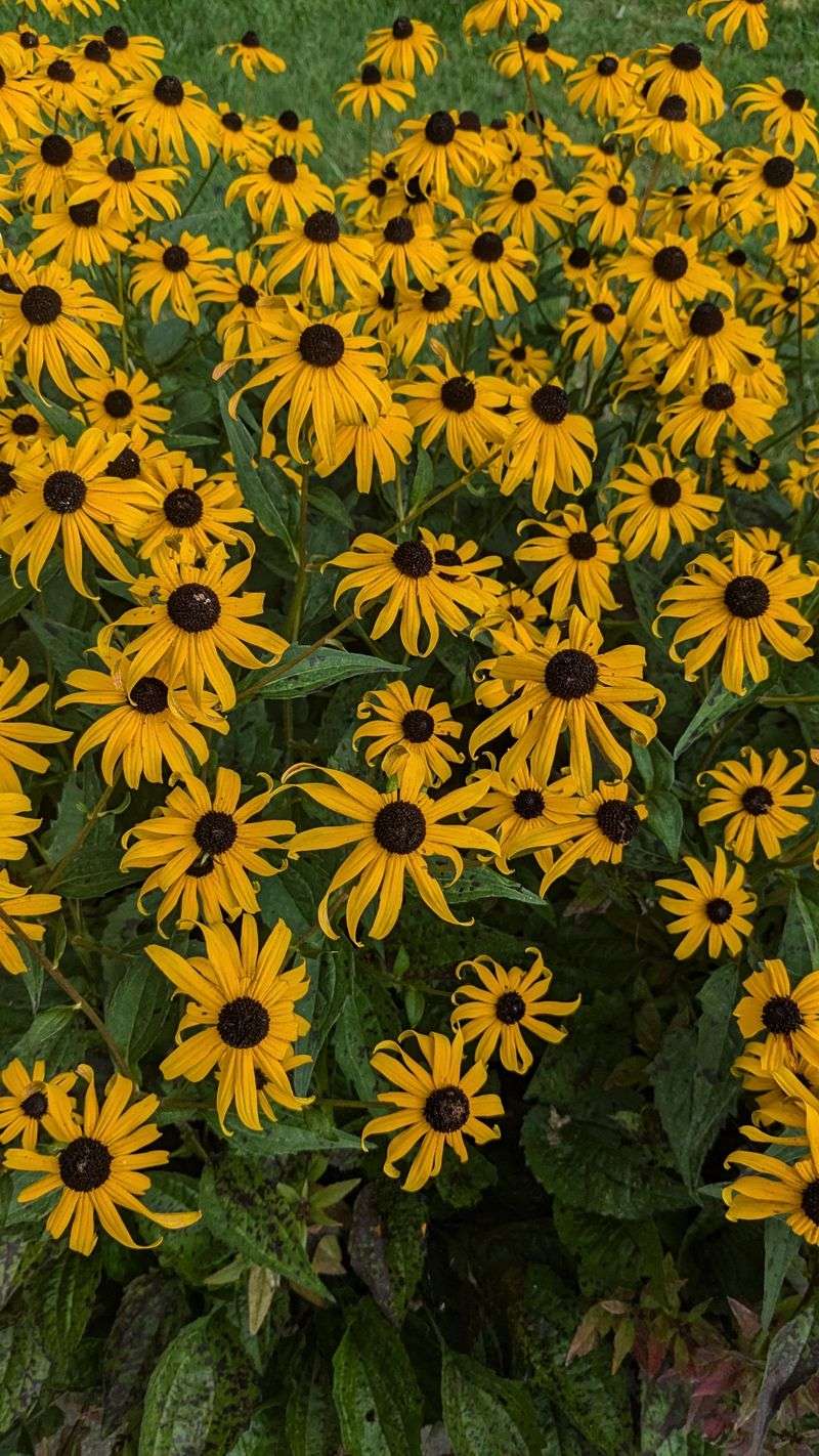 Black-eyed Susans