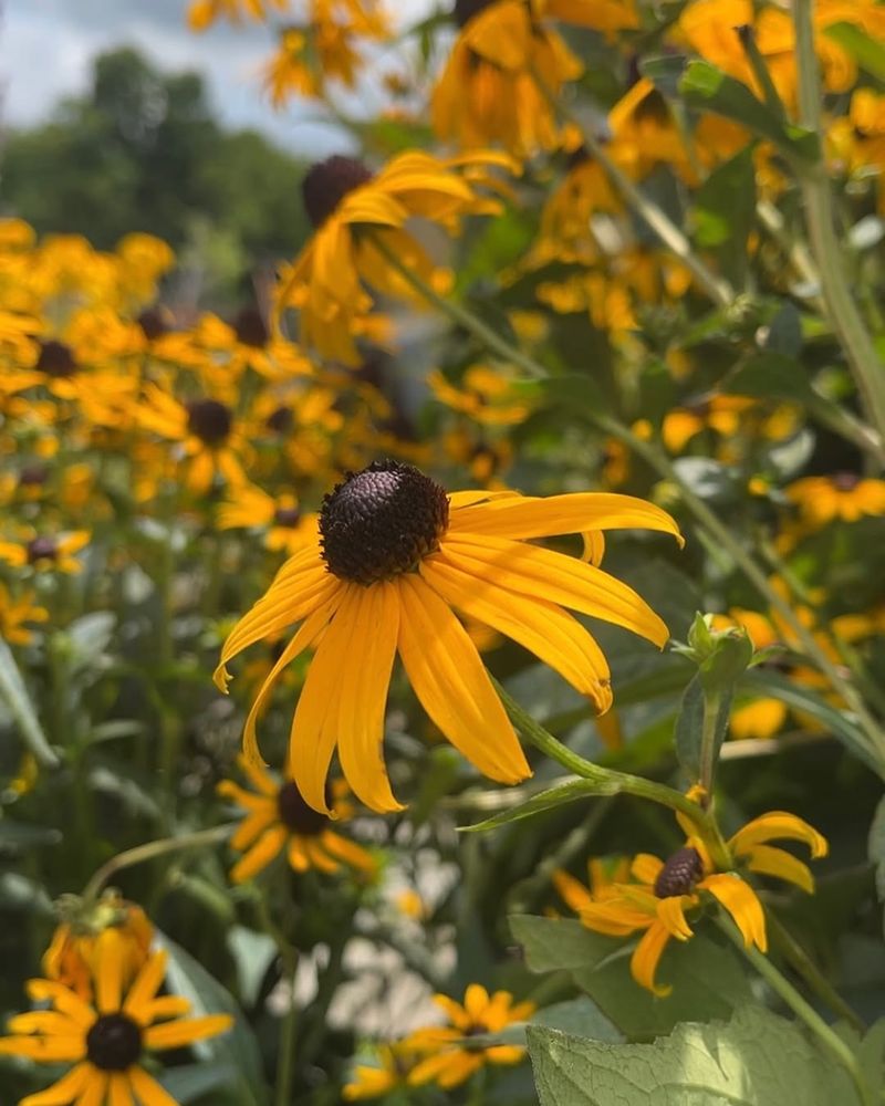 Black-eyed Susans