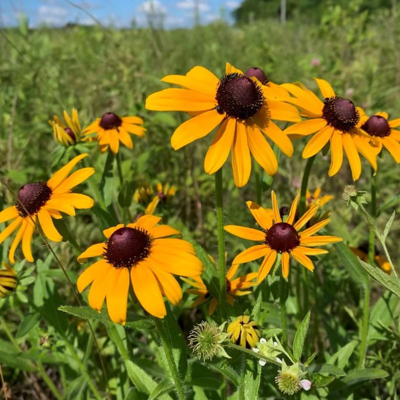 Black-eyed Susans