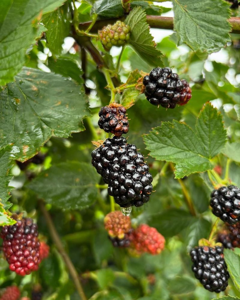 Blackberry Bramble