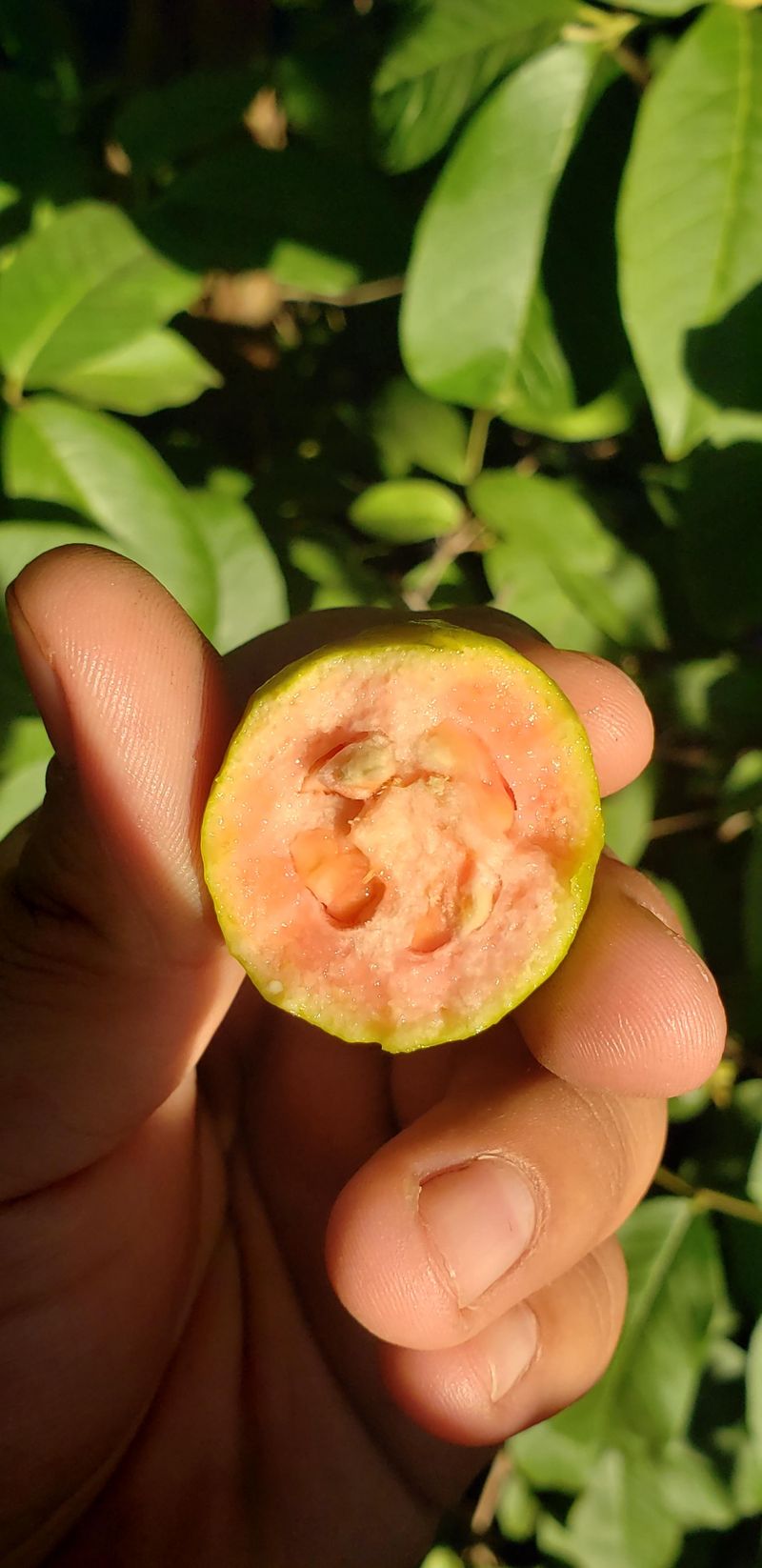 Guava Seeds