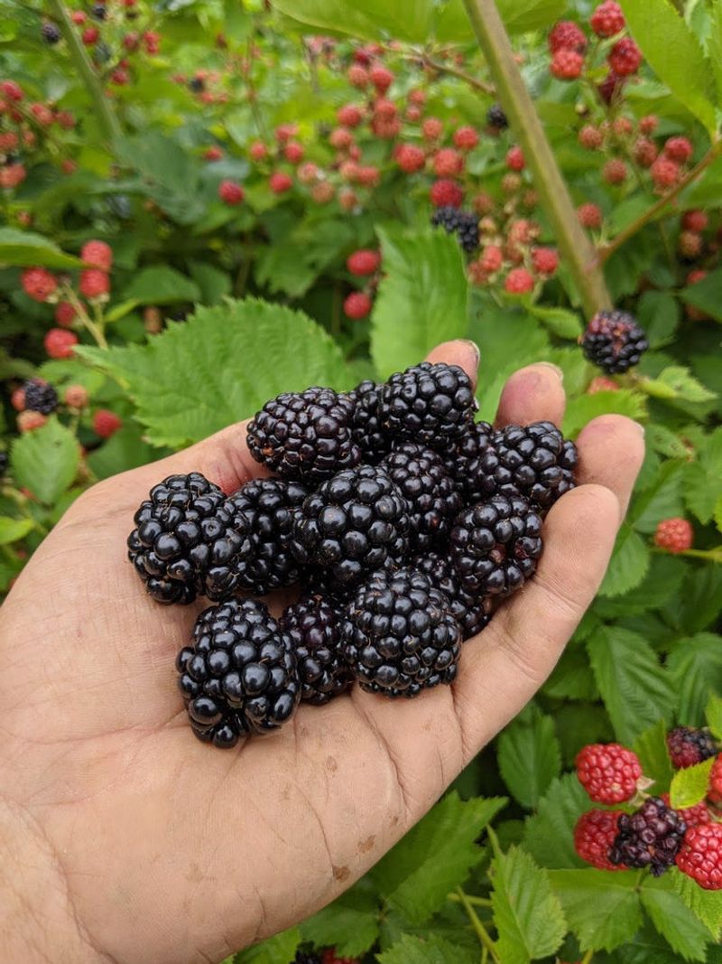 Blackberry Seeds