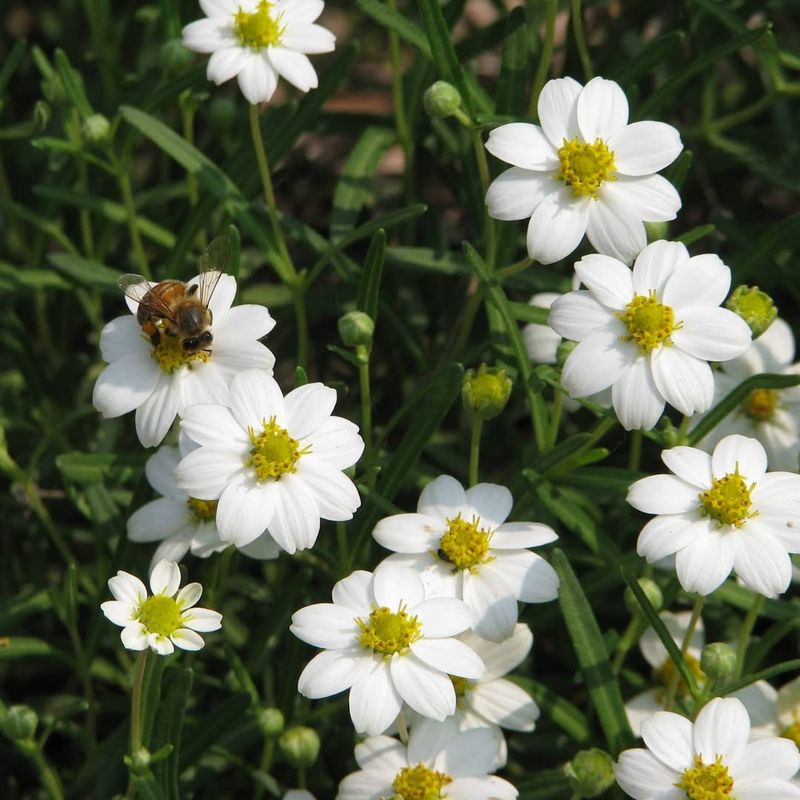 Blackfoot Daisy